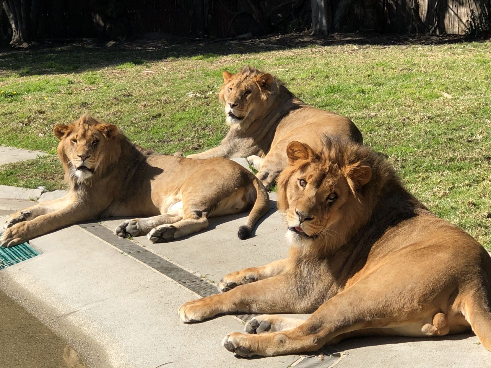 A group of lions at Six Flags Discovery Kingdom